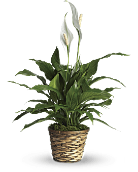 White | Mixed Bouquets | Simply Elegant Spathiphyllum | Same Day Flower Delivery by Teleflora