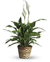Simply Elegant Spathiphyllum (Peace Lily)