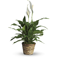 Spathiphyllum