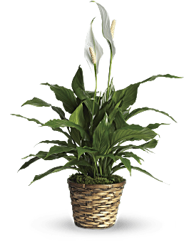 Simply Elegant Spathiphyllum (Peace Lily) Plant