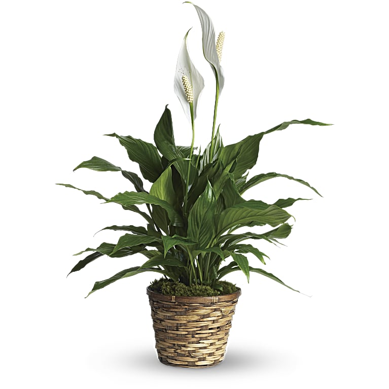 Simply Elegant Spathiphyllum (Peace Lily) - Small