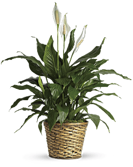 Flower Delivery By Teleflora, White, Mixed Bouquets, Simply Elegant Spathiphyllum, Mother's Day Flower Arrangements