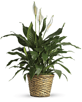 Flower Delivery by Teleflora, White, Mixed Bouquets, Simply Elegant Spathiphyllum, Mothers Day Flower Arrangements