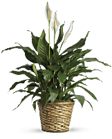 Simply Elegant Spathiphyllum (Peace Lily) - Medium