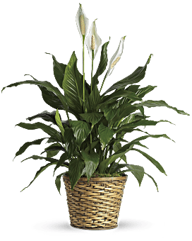 Simply Elegant Spathiphyllum - Medium Plant