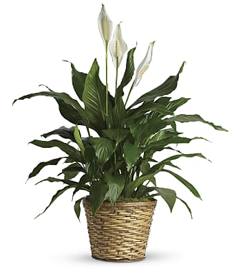 Simply Elegant Spathiphyllum - Medium Plants