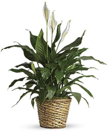 Simply Elegant Spathiphyllum - Medium Plant