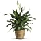 Simply Elegant Spathiphyllum - Medium Plant
