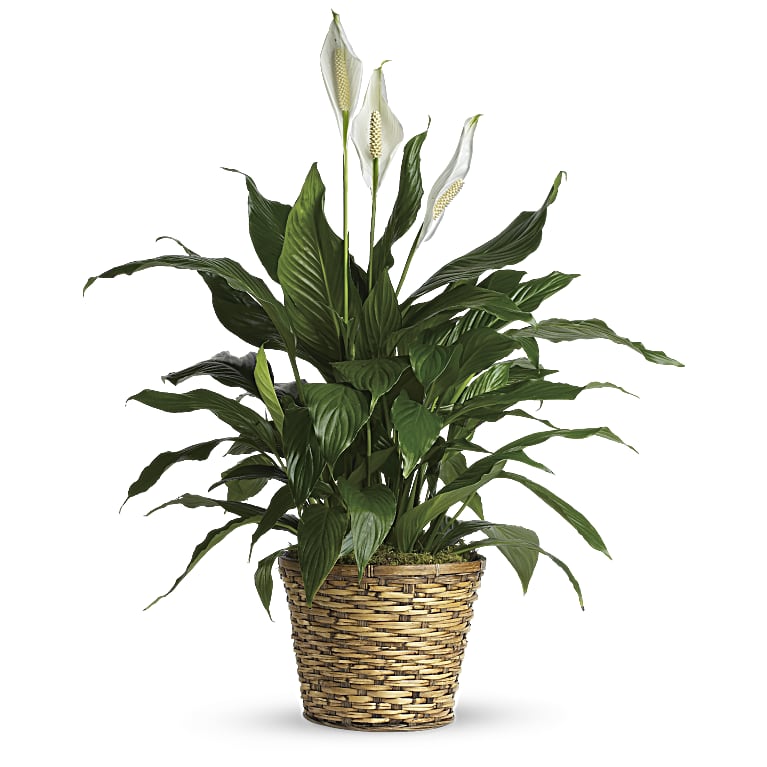 Simply Elegant Spathiphyllum (Peace Lily) - Small