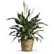 Simply Elegant Spathiphyllum (Peace Lily) - Small