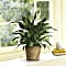 Simply Elegant Spathiphyllum - Medium Plant