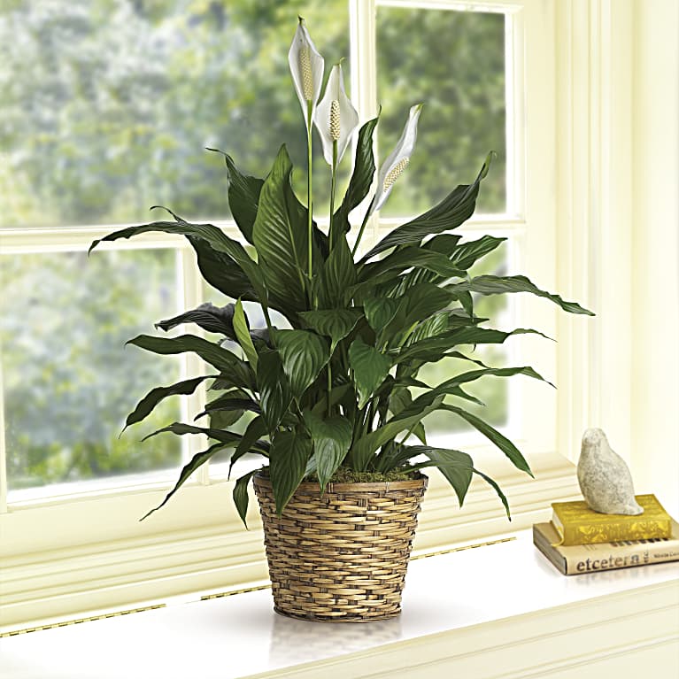 Simply Elegant Spathiphyllum (Peace Lily) - Small
