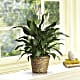 Simply Elegant Spathiphyllum (Peace Lily) - Small