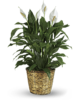 White , Mixed Bouquets , Simply Elegant Spathiphyllum , Same Day Flower Delivery By Teleflora