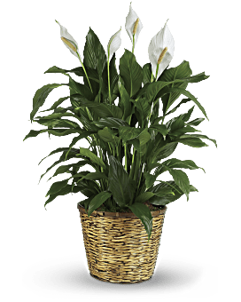 White | Mixed Bouquets | Simply Elegant Spathiphyllum | Same Day Flower Delivery by Teleflora