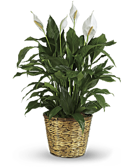 Plante spathiphyllum (paix lys) tout simplement élégante