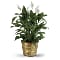 Simply Elegant Spathiphyllum (Peace Lily) Plant