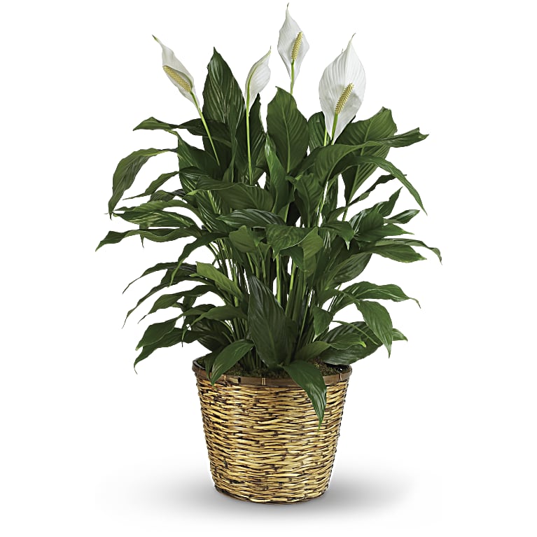 Simply Elegant Spathiphyllum (Peace Lily)