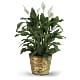 Simply Elegant Spathiphyllum (Peace Lily) - Small