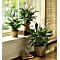 Simply Elegant Spathiphyllum (Peace Lily) Plant