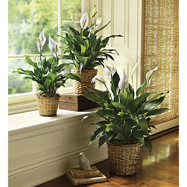 Simply Elegant Spathiphyllum (Peace Lily) - Small