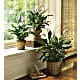 Simply Elegant Spathiphyllum (Peace Lily) - Small