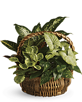 Emerald Garden Basket Basket Arrangement