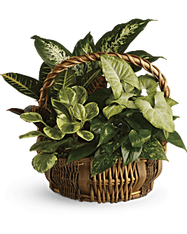 Emerald Garden Basket Basket Arrangement