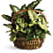 Emerald Garden Basket Basket Arrangement