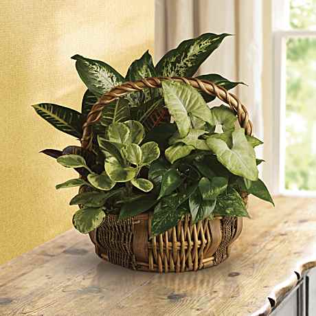 buddy plants 6