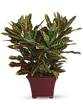 Croton majestueux – plante