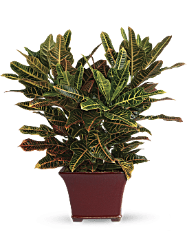 Planta señorial de Croton