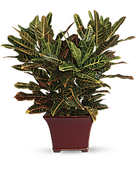 Stately Croton Plant