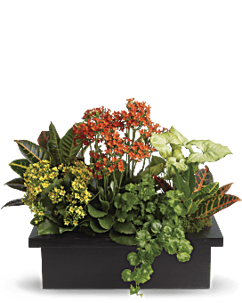 Arrangement floral Assortiment élégant de plantes