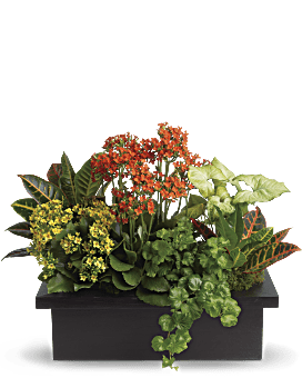 Stylish Plant Assortment