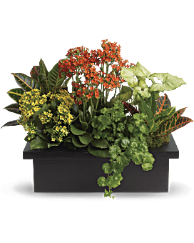 Stylish Plant Assortment Flower Arrangement