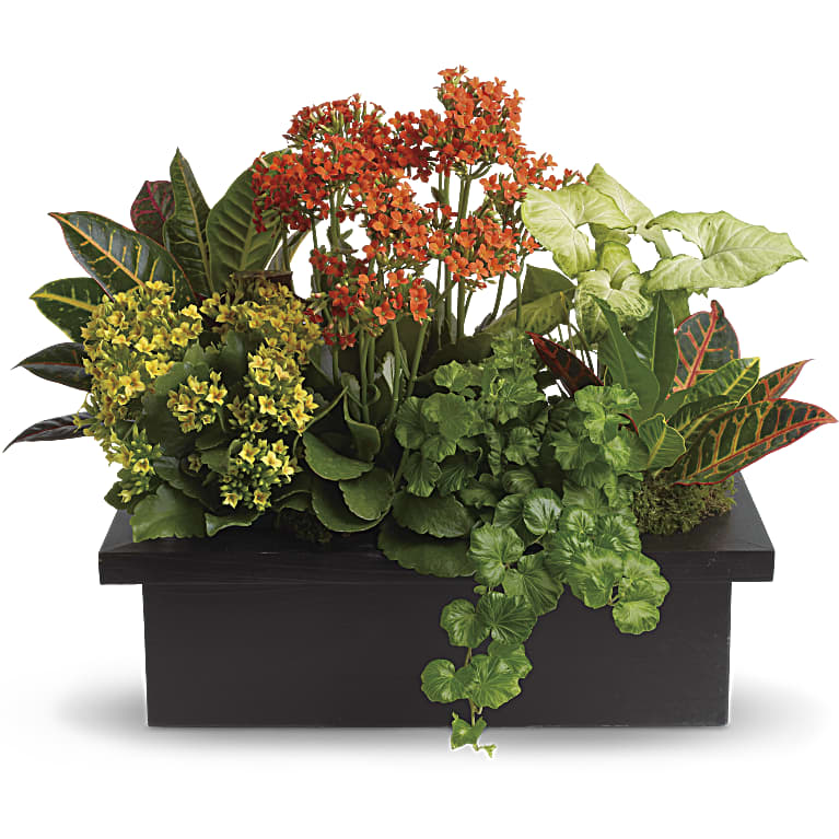 Stylish Plant Assortment
