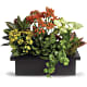 Stylish Plant Assortment
