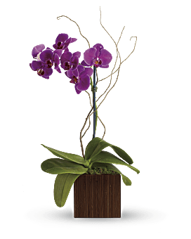 Bamboo Elegance , Orchids , Same Day Flower Delivery , Purple , Teleflora