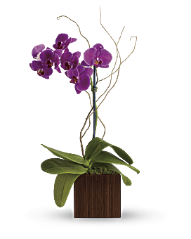 Teleflora's Bamboo Elegance Flower Arrangement