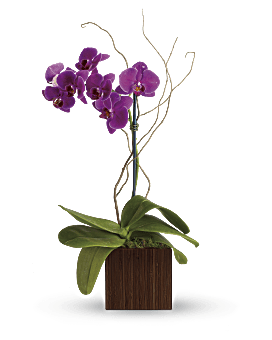 Teleflora's Bamboo Elegance