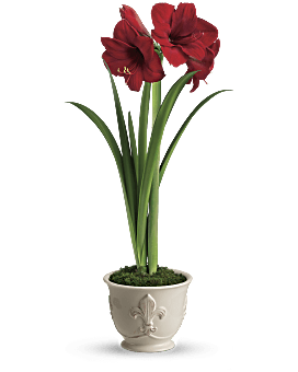 Red | Mixed Bouquets | Merry Amaryllis | Same Day Flower Delivery | Teleflora Flowers Near Me