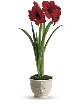 Bouquet de fleurs Amaryllis de Noël de Teleflora
