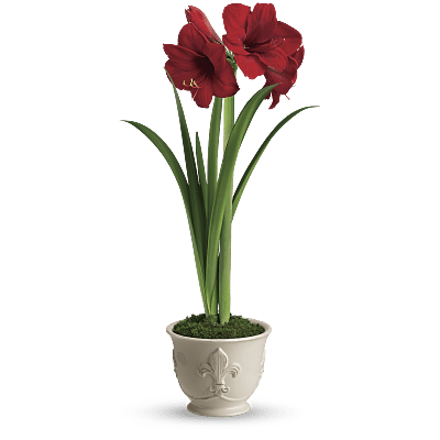 Signification Et Symbolisme De La Fleur Damaryllis Teleflora