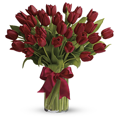 Radiantly Red Tulips