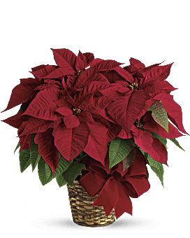 Red Poinsettia Christmas Flower Arrangement Delivered By Local Teleflora Florist Same Day