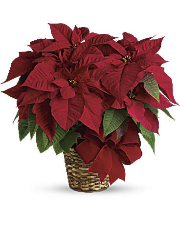 Red Poinsettia | Mixed Bouquets | Same Day Flower Delivery | Teleflora