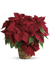 Red poinsettia plant in basket