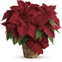 Poinsettia