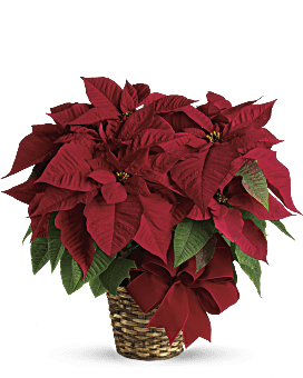 Bouquet de Poinsettias rouges